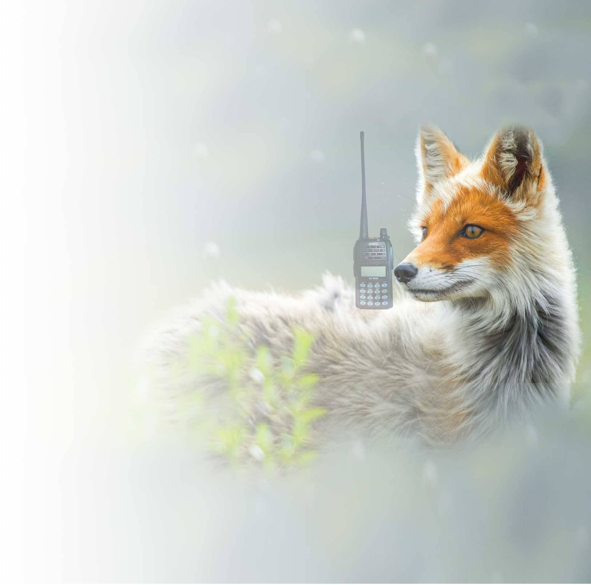 Outdoor amateur radio fox hunt